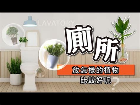 廁所放的植物|【廁所植物必學】6款常見植物，讓你打造綠意盎然的。